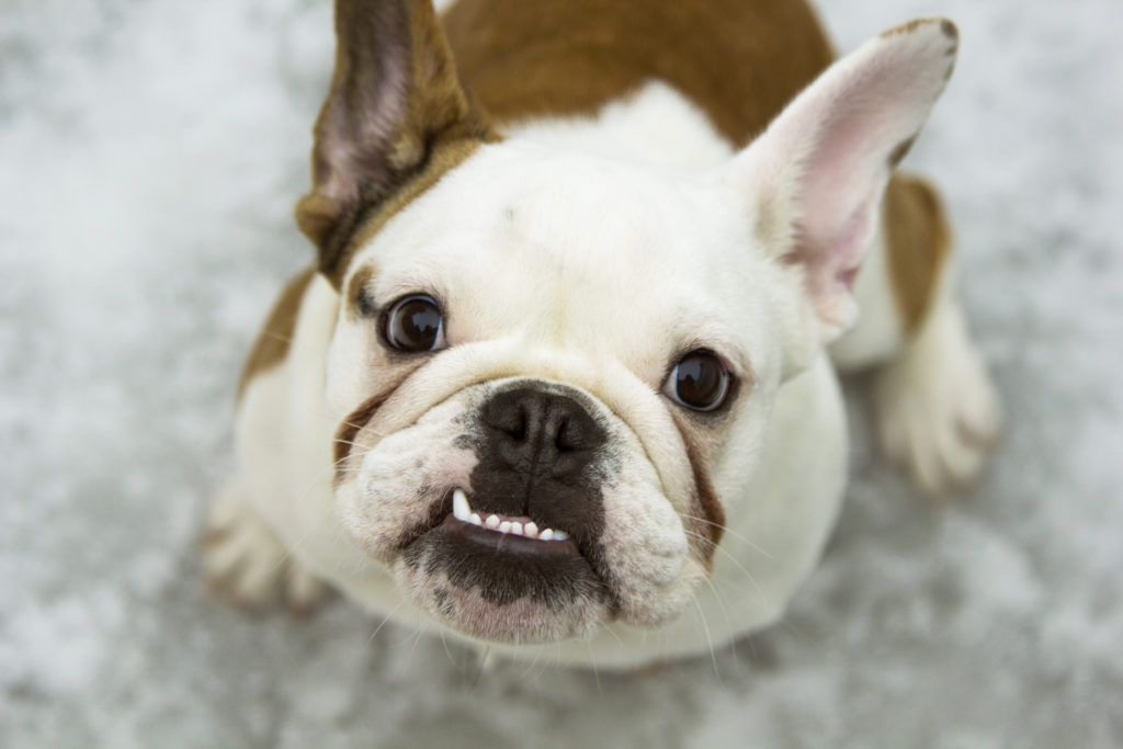 7 Ways to Keep Your Pet's Teeth Healthy | Crown Veterinary Specialists