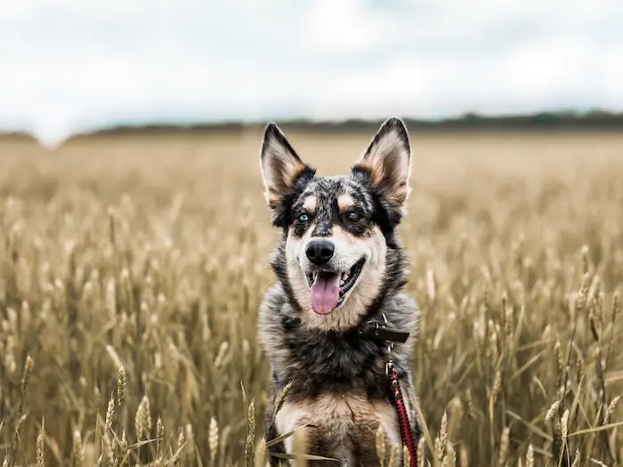 A happy dog with a leash sits in a field of tall, golden grass under a cloudy sky, creating a serene outdoor scene.